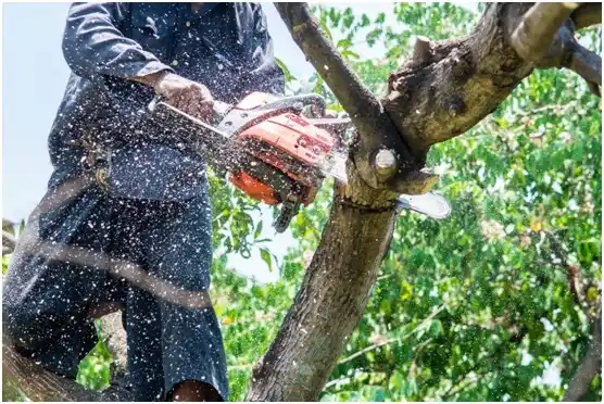 tree services Cooperstown